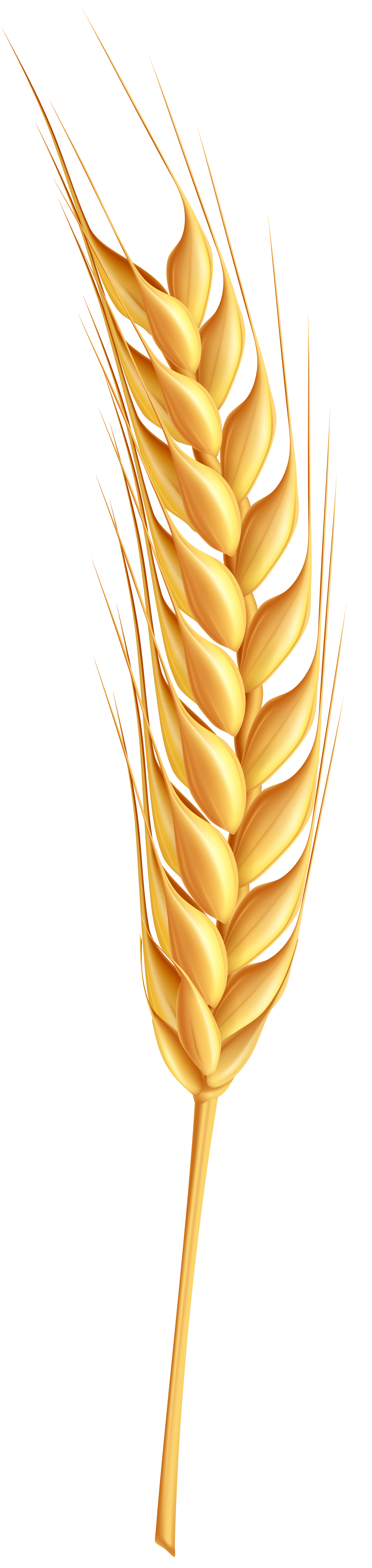 wheat-clip-art-wheat-907d139df71bf29d2d6f5df2b0f231bf